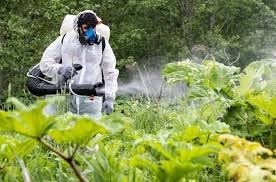 О проведении химической обработки борщевика Сосновского.
