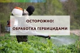 Обработка от борщевика Сосновского. Обработка от борщевика Сосновского.